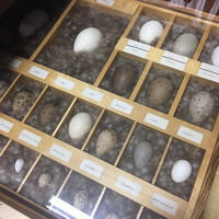 Many species of local bird eggs on display.